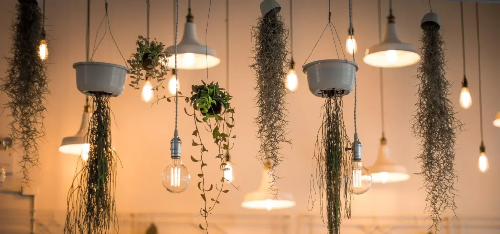 Hanging plants and light bulbs